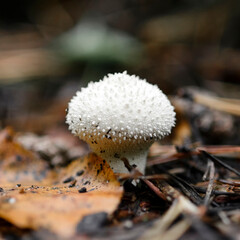 Mushroom Lycoperdon perlatum or common puffball, warted puffball in a forest.