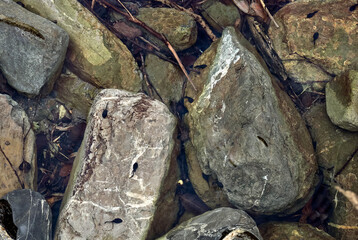Tadpoles in a creek in Val d'Aveto, Liguria, Italy