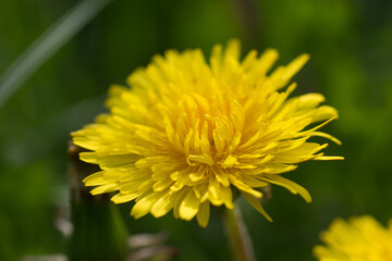 yellow dandelion flowers closeup selective focus