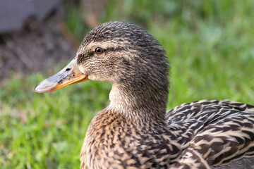 Portrait of a cute mallard duck on a blurred background outdoors.
