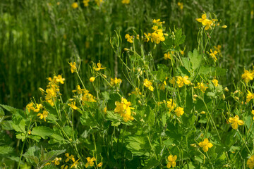 Fototapeta premium Chelidonium majus, greater celandine herb in meadow yellow flowers selective focus