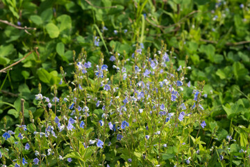 Veronica chamaedrys, germander speedwell blue flowers in meadow closeup selective focus