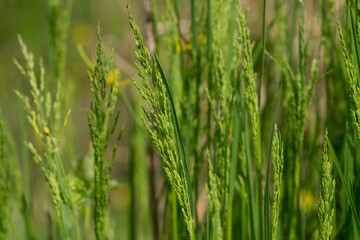 Fototapeta na wymiar green spring grass macro selective focus