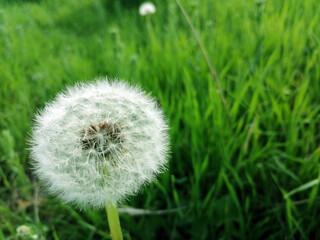 dandelion