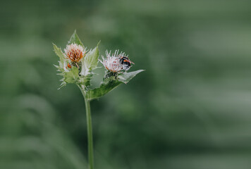 ladybird on a flower