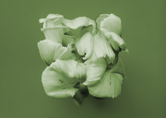 Fototapeta premium Parrot Tulpe close up, grün Touch