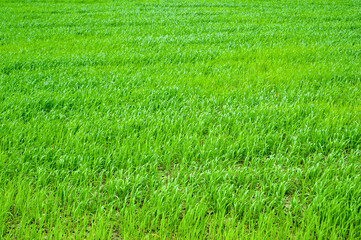 Green field. Perspective of green grass. Grass background. Classic natural texture for editing and design. Climate change and weather events.