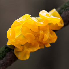 Mushroom Tremella mesenterica or yellow brain, golden jelly fungus,, witches' butter growing on a tree branch