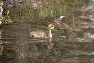 Gosling On The Water, William Hawrelak Park, Edmonton, Alberta