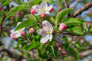 Apple blossoms wet with morning dew