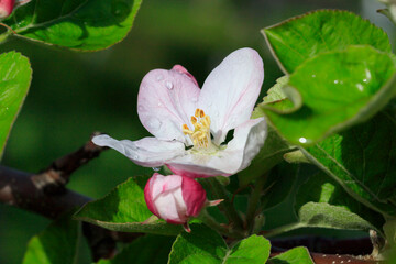 Apple blossoms wet with morning dew