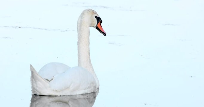 Mute swan bird ( Cygnus olor ) in natural habitat. White swan slowly swim near the shore in the lake, wildlife, close up, macro