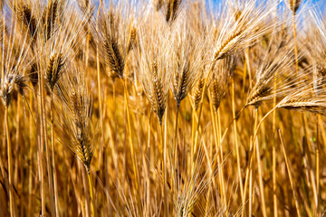 Fototapeta premium 大麦 麦秋