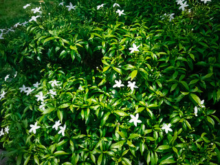 Blossom white star flower Ipheion uniflorum with green leaves close up view background wallpaper