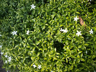 Blossom white star flower Ipheion uniflorum with green leaves close up view background wallpaper