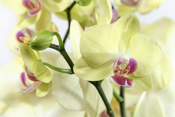 Yellow orchid flowers close up