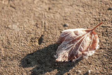 an autumn leaf covered with hoarfrost lies on the ground