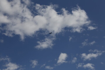 Fototapeta premium Nubes y ave volando. 