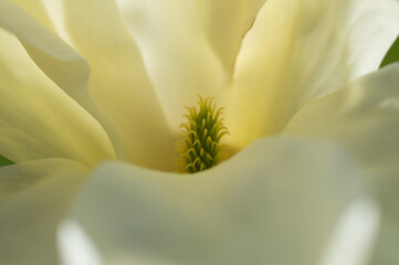 Magnolia - obrazy, fototapety, plakaty