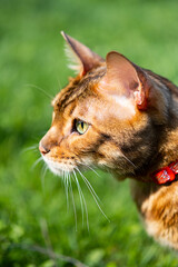 Portrait of Bengal cat with a leash walking around the yard. Cute cat in harness on the green grass. Pet walking outdoors. Close-up