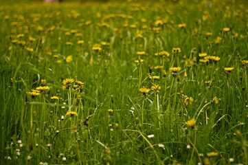 Wiosenna biało, żółto, zielona wysoka, kwiecista łąka, pełna zieleni. Pełna kwiatów mlecza.