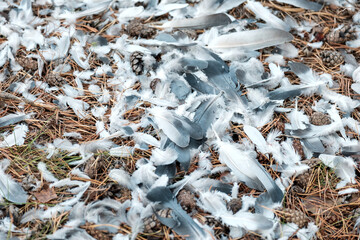 many feathers on the ground in the forest, traces of the prey that the predator ate