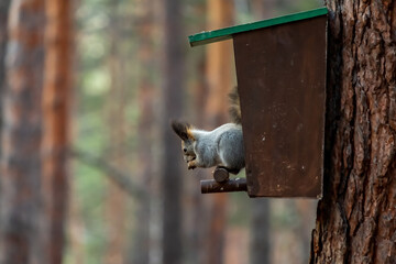the squirrel is sitting at the entrance of the house that people made