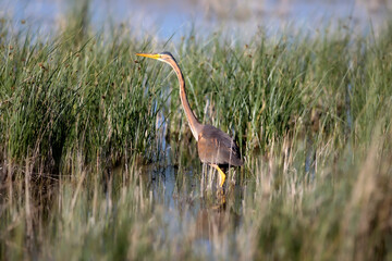 Nature and heron. Purple Heron. Lake nature habitat background. Bird: Purple Heron. 
