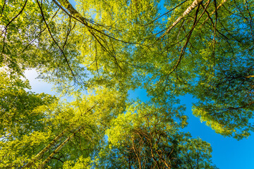 Spring in the deciduous forest. View of the tops of the trees in the sunlight from the ground level