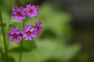 野原の小さな赤い花