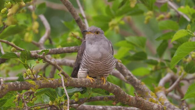 European Common Cuckoo (Cuculus canorus)