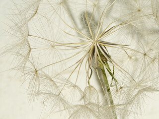 White soft dandelion seeds background