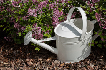 A white watering can among the lilac bushes. Summer sunny day. - 435213589