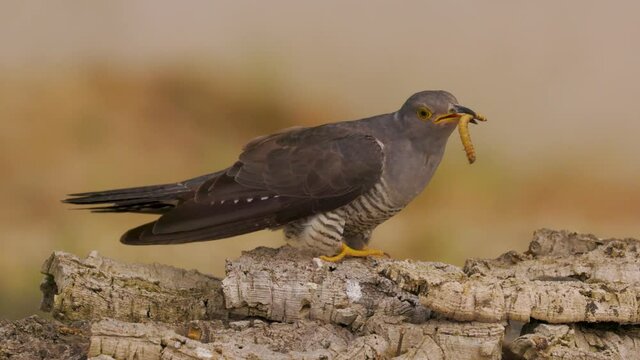 European Common Cuckoo (Cuculus canorus)