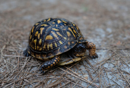 turtle on the ground  animal tortoise  nature wildlife