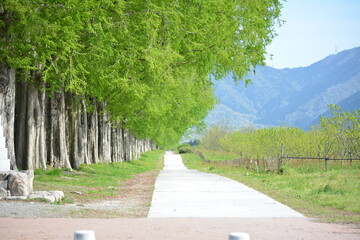 メタセコイア並木の新緑