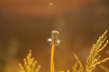 close up of a poppy flower