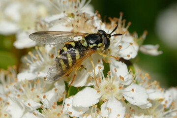 Hoverfly (Chrysotoxum festivum) on flowers