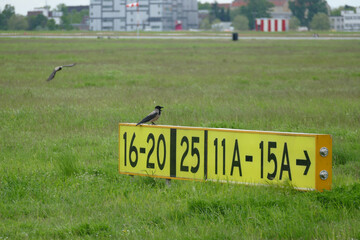 Large Hooded Crow (corvus cornix) bird perch on the taxiway sign at an international airport. They...