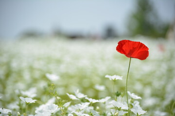 白いネモフィラとポピー