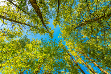 Spring in the deciduous forest. View of the tops of the trees in the sunlight from the ground level