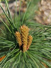 close up of pine cone