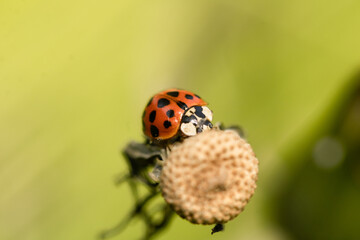 ladybug on a leaf