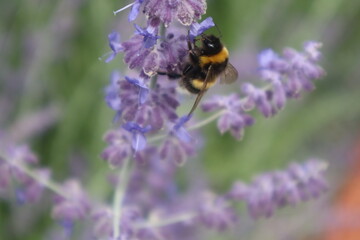 Biene im Lavendelfeld