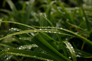 Obraz premium goutte d'eau sur feuille