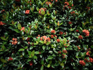 Moody Blossomed West Indian Jasmine flower with green leaf