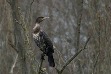 Cormorant on watch