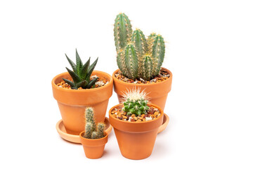 Various cacti: Cereus, Aloe aristata, Mammillaria in ceramic pots. Concept of indoor garden home. Isolated on white background.