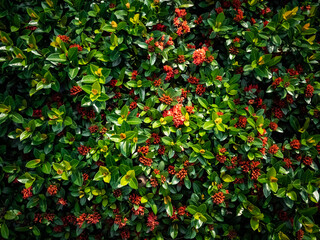 Moody Blossomed West Indian Jasmine flower with green leaf