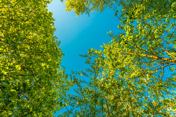 Spring in the deciduous forest. View of the tops of the trees in the sunlight from the ground level